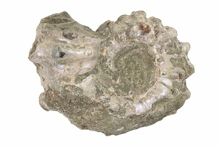 Bumpy Ammonite (Douvilleiceras) Fossil - Madagascar #205020